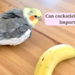 can cockatiels eat bananas