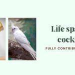 life span of a cockatiel