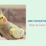 are cockatiels good pets